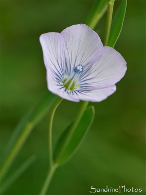 Lin bisannuel Lin bisannuel, à feuilles étroites, Linum bienne, Linum usitatissimum, Fleurs sauvages bleu clair, Jardin, le Verger, Bouresse, Refuge LPO, Sud-Vienne, Poitou (18)