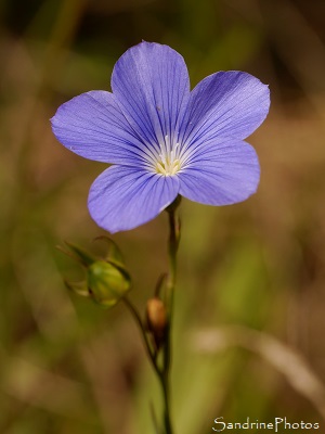 Lin vivace Lin vivace, Linum perenne, Fleurs sauvages bleues, Joncels, Joncelets, Gîte des Libellules (7)