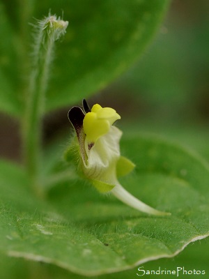 Linaire bâtarde Linaire bâtarde, Kickxia spuria, Velvote, Fleurs sauvages jaunes et pourpres, le Verger, Refuge LPO, Bouresse 86 (20)