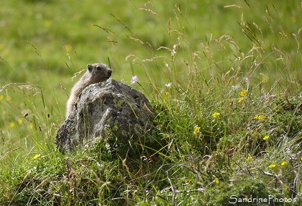 Marmotte des Alpes Marmotte des Alpes, Marmota marmota, Réserve d`Orlu des Pyrénées ariégeoises, Orlu, Ariège 2016 (6)