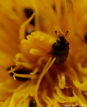 Méligèthes sp. Meligethes sp., Meligethinae, Nitidulidae, Petits insectes coléoptères noirs sur pissenlit, Le Verger Bouresse (24)