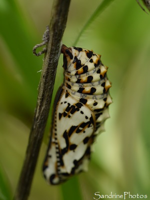 Chrysalide de Mélitée orangée Mélitée orangée, Melitaea didyma, Chrysalide noire, blanche et jaune, Le Verger, Refuge LPO, Bouresse, Sud-Vienne 86 (34)