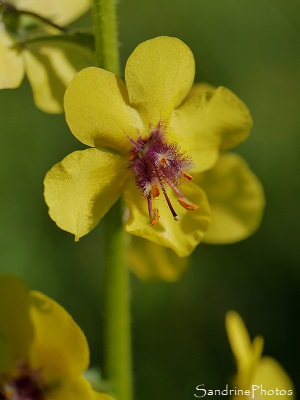 Molène blattaire Molène blattaire, Herbe aux mites, Verbascum blattaria, Fleurs sauvages jaunes, Le Verger, Bouresse 86(28)
