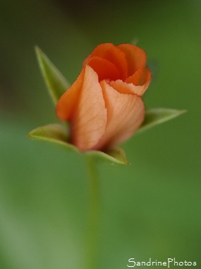 Mouron rouge, Anagallis arvensis, Fleurs sauvages rouges, Red wild flower, Le Verger, Bouresse, Aquitaine-Limousin-Poitou-Charentes (6)
