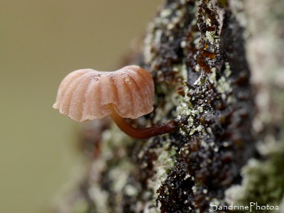Mycène corticole Mycène corticole, Mycena meliigena, Minuscules champignons dans de vieux fruitiers moussus, Le Verger, Bouresse, Refuge LPO (18)