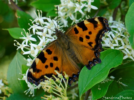 Grande tortue Naissance de Grande Tortue, Nymphalis polychloros, Nymphalidae, Papillons de jour, le Verger, Bouresse, Biodiversité du Sud-Vienne (114)