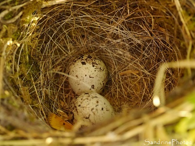 Nid de Bruant zizi Nid de Bruant zizi avec deux oeufs, le Verger, Refuge LPO Bouresse, Sud-Vienne (2)