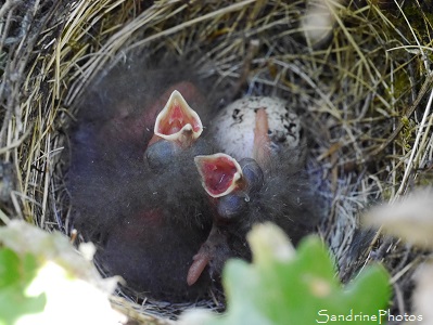 Bruants zizi Nid de Bruant zizi dans un petit chêne, Emberiza cirlus, 3 oisillons, le Verger, Bouresse 86, Sud-Vienne, Poitou (4)