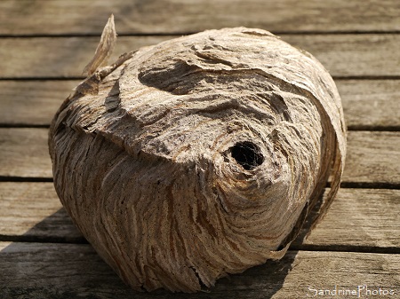 Nid de guêpes Nid de Guêpes, Boule de feuilles de papier mâché, Verrières (7)