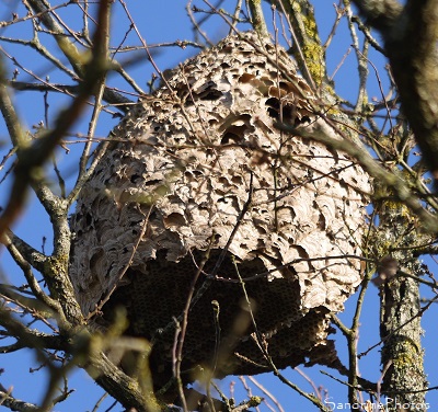 Nid de Frelons asiatiques Nid de frelons asiatiques en haut d`un grand chêne, Vespa velutinae, Insectes, Vespidae, Route de la Taupelle, Bouresse, Sud Vienne 86 (18)