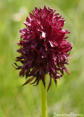 Nigritelle noire Nigritelle noire, Nigritella nigra, Orchidées sauvages - Wild orchids - Le Pas de la Case - Andorre (39)