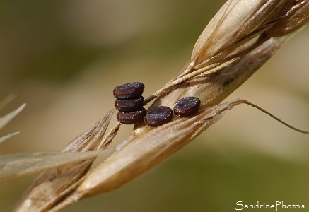 Oeufs de Ceraleptus gracilicornis Oeufs de Ceraleptus gracilicornis empilés ronds et marrons sur Séneçon jacobée, Bouresse, Le Verger, Sud-Vienne 86, Poitou, Vienne, Biodiversité en région Nouvelle-Aquitaine (10)
