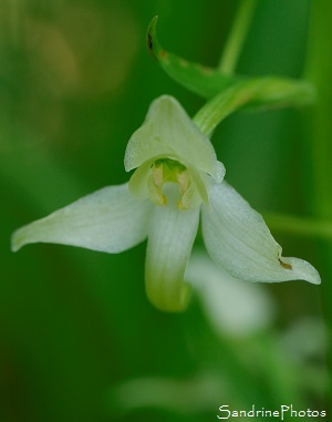 Orchis à deux feuilles, Saillac