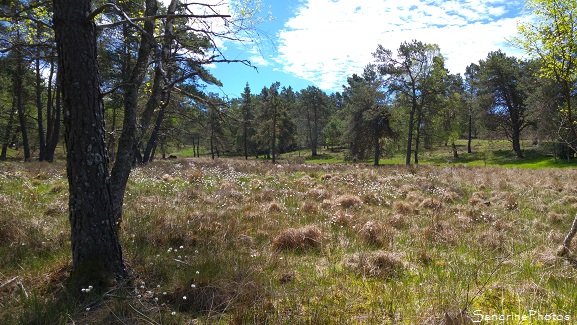 Au fil de l'eau - Les tourbières corréziennes Paysages de tourbières, Corrèze, Plateau de Millevaches, Faune et flore protégées
