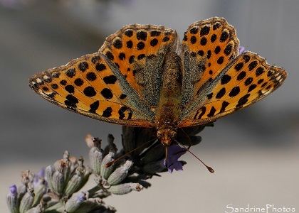 Petit Nacré Petit Nacré, Issoria lathonia, Nymphalidae, Papillons de jour dans les lavandes, Le Verger, Bouresse, Biodiversité du Sud-Vienne (43)