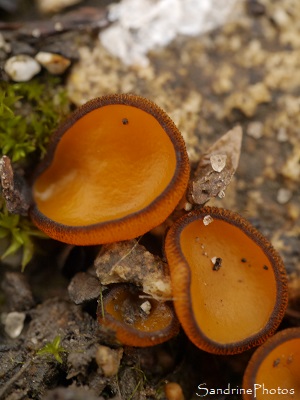 Pézizes de Chater Pézize de Chater, Melastiza chateri, Pézizes, Champignons, Pézizes oranges bordées de noir, le Verger Bouresse (37)