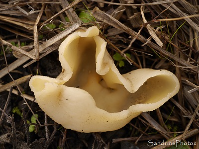 Pézize vésiculeuse Pézize vésiculeuse, Peziza vesiculosa, Pezizaceae, Champignons, le Verger, Bouresse 86