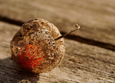 Amour en cage Physalis, Amour en cage, Solanaceae, Bouresse, Le Verger, Refuge LPO, Sud-Vienne (7)