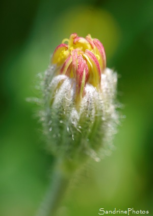 Piloselle Piloselle, Pillosella officinarum, fleurs sauvages jaunes, le Verger, Bouresse 86, biodiversité du Sud-Vienne (51)
