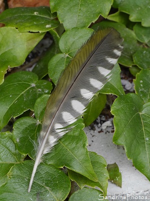 Plume de Pivert Plume de Pic vert, Pivert, Picus viridis, oiseaux des jardins, le Verger, Bouresse 86, Sud-Vienne (13)