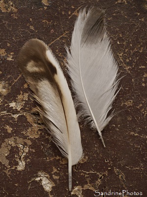 Plumes de Hibou Moyen-Duc Plumes de Hibou moyen duc, Asio otus, Strigidae, Rapaces, Bouresse, le Verger, Refuge LPO (2)
