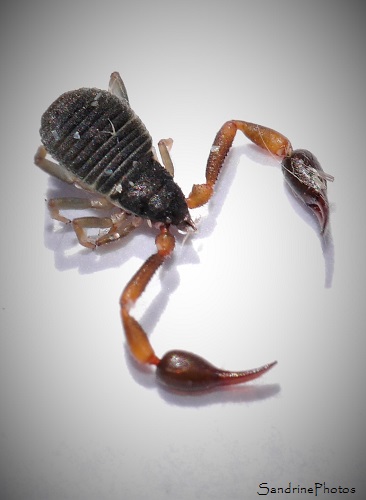 Pseudoscorpion Pseudoscorpion, Arachnides, Saint Martial, Gard, 30, Cévennes (16)