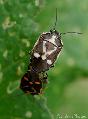 Punaise du chou Punaise du chou, Eurydema oleraceum, Pentatomidae, Insectes, Le Verger, Bouresse 86, Biodiversité du Sud-Vienne(12)