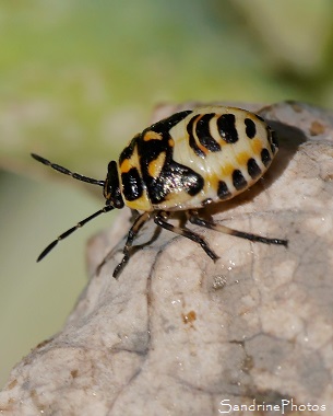 Punaise du chou juvénile Punaise du chou juvénile, Eurydema oleraceum - Pentatomidae, Jardin, le Verger, Bouresse (8)