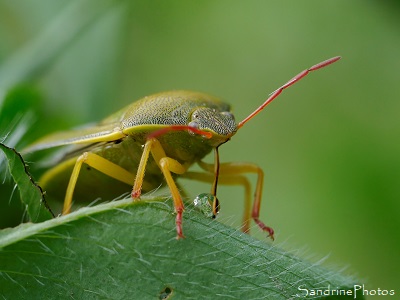 Punaise assoiffée Punaise juvénile en train de boire une goutte d`eau, Pattes rouges et jaunes, Insectes, Jardin, le Verger, Refuge LPO, Bouresse 86, Sud-Vienne (14)