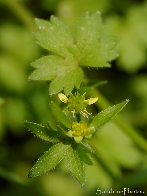 Renoncule à petites fleurs Renoncule à petites fleurs, Ranunculus parviflorus, Fleurs sauvages jaunes, Bouresse, le Verger, Refuge LPO (56)