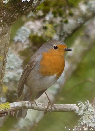 Rouge-gorge familier Rouge-gorge familier, Erythacus rubecula, Oiseaux du jardin, Le Verger, Refuge LPO, Bouresse, Sud-Vienne 86