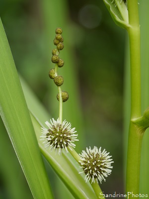 Rubanier dressé Rubanier dressé, Sparganium erectum, Plante aquatique, le Verger, Bouresse (15)