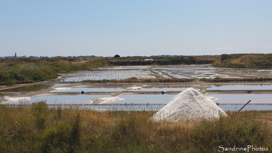 Flore des marais salants de Guérande Salines de Pradel, Marais salants de Guérande, Loire-Atlantique (81)