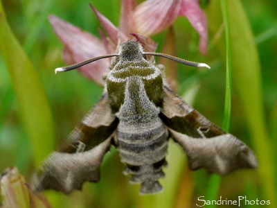 Sphinx de l'Epilobe Sphinx de l`Epilobe, Sphinx de l`Oenothère, Proserpinus proserpina, Sphingidae, Papillon de nuit, le Verger, Bouresse, Sud-Vienne 86 (32)