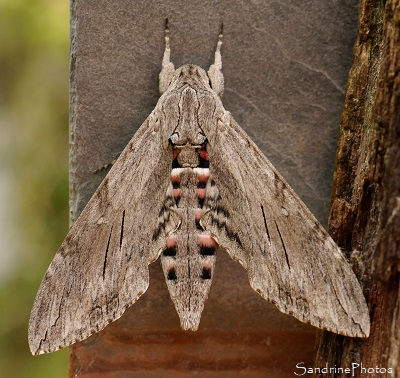Sphinx du liseron Sphinx du liseron, Papillon de nuit gris et rose, Mothes ans butterflies, le Verger, Bouresse (24)