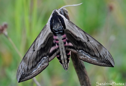 Sphinx du troène Sphinx du troène, Sphinx ligustri - Sphingidae, papillons de nuit, Bouresse (48)