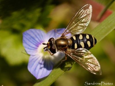 Syrphe des corolles Syrphe des corolles, Eupeodes corollae sur Véronique de Perse, Insecte diptère, syrphidé, Refuge LPO Le Verger Bouresse, Biodiversité du Sud-Vienne (3)