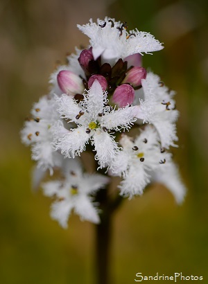 Trèfle d'eau Trèfle d`eau, Menyanthes trifoliata, Fleurs blanches, Plantes aquatiques, marais, tourbières, Corrèze, Plateau de Millevaches (1)