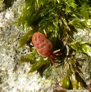 Trombidion soyeux