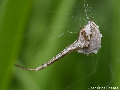 Ulobore de Walckenaer Uloborus walckenaerius, Araignée blanche et marron avec touffes de poils, Les étangs, Route de l`Isle Jourdain, Biodiversité en région Nouvelle-Aquitaine (33)
