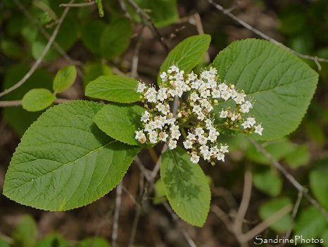 Viorne lantane Viorne mancienne, Viorne lantane, Viburnum lantana, Arbustes, Persac, Sud-Vienne 86