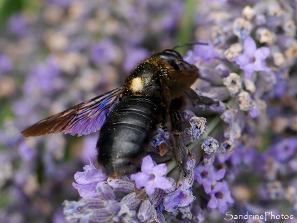 Xylocope violet Xylocope violacé, Xylocopa violacea, Abeille charpentière, Insectes, Hyménoptères, Gîte de la Bergerie, Vacances 2017 Saint Martial Gard (13)